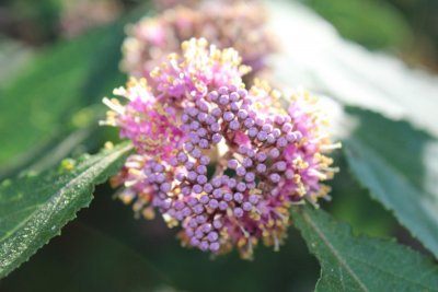 Caliacarpa japonica - krásnoplodka japonská - jarní pučení (2)